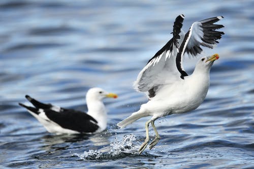 两只白鸟在水面上 · 免费素材图片