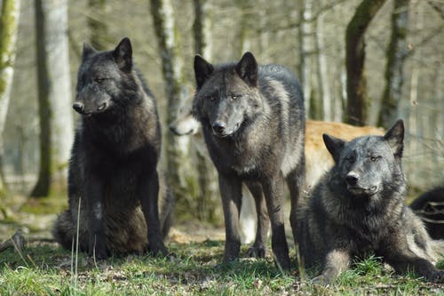 黑狼在绿色草地上 · 免费素材图片