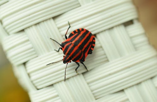 白色柳条表面上的黑色和红色条纹的虫子 · 免费素材图片
