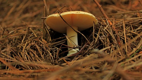 白蘑菇 · 免费素材图片
