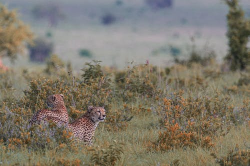 优雅的野生豹，在草的稀树草原上 · 免费素材图片