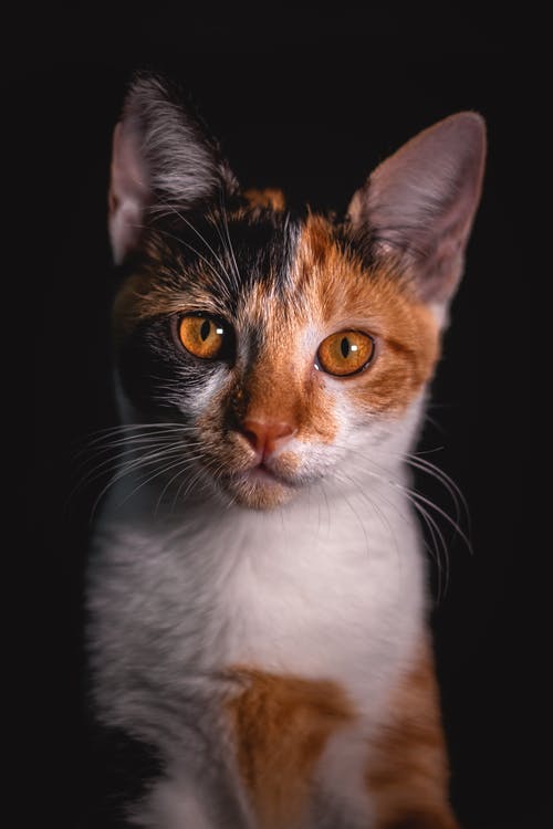 橙色和白色的虎斑猫 · 免费素材图片