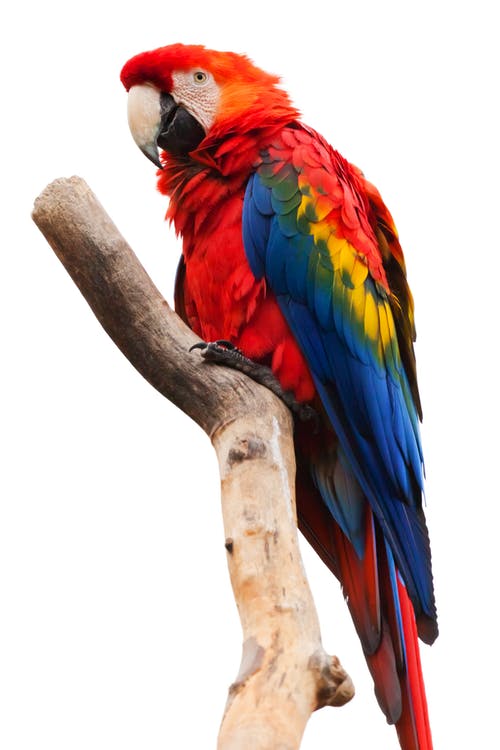 有关动物, 栖息, 猩红色的金刚鹦鹉的免费素材图片
