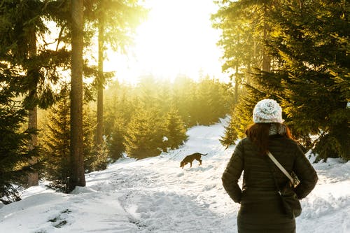 女人在白雪皑皑的丛林中的后视图 · 免费素材图片