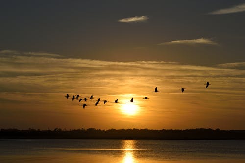 群飞鸟与日落背景剪影摄影 · 免费素材图片