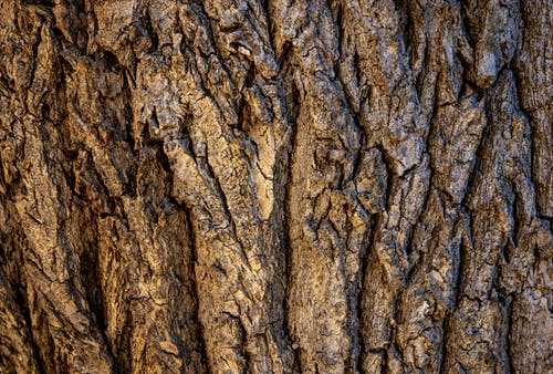 棕色树皮在关闭摄影 · 免费素材图片