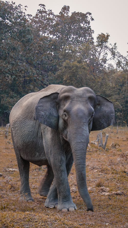 在棕色的草地上行走的灰色大象 · 免费素材图片
