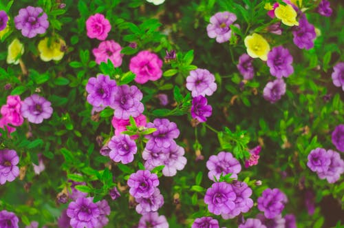 紫色的花的宏观照片 · 免费素材图片