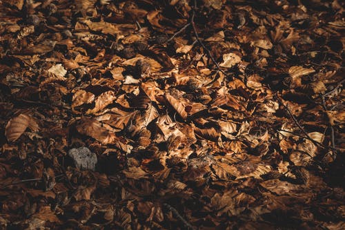 有关Copyspace, 下落, 九月的免费素材图片