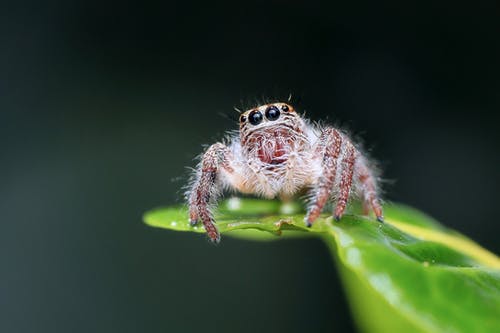 蜘蛛在黑色背景下的网络上的特写镜头 · 免费素材图片