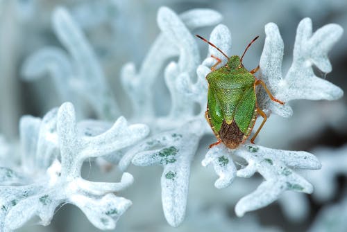 白叶上的绿色和棕色虫子 · 免费素材图片