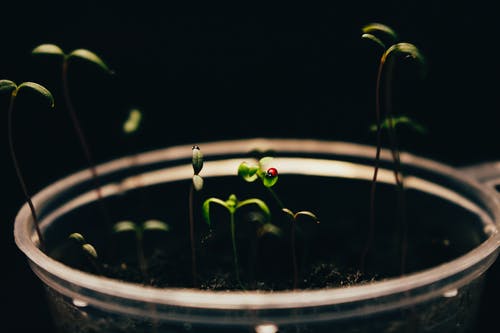 透明杯绿色植物 · 免费素材图片