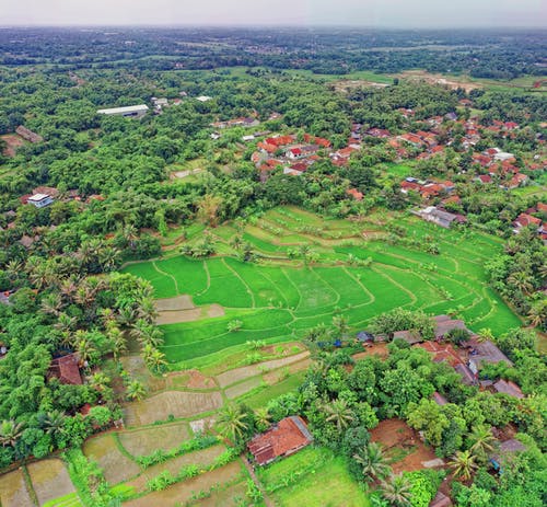 稻田和树木包围的房屋的鸟瞰图 · 免费素材图片