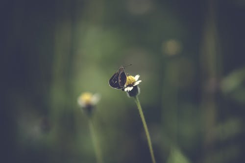 黑蝴蝶在白色花瓣上的选择性聚焦摄影 · 免费素材图片