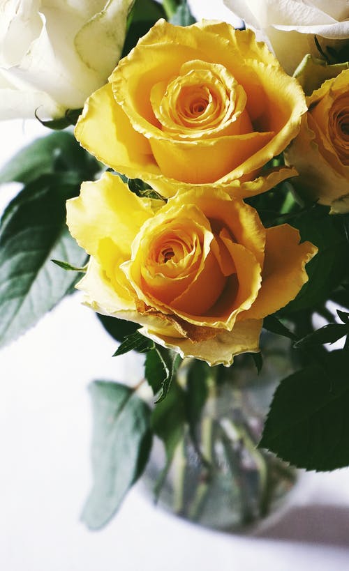 黄色的花的特写照片 · 免费素材图片