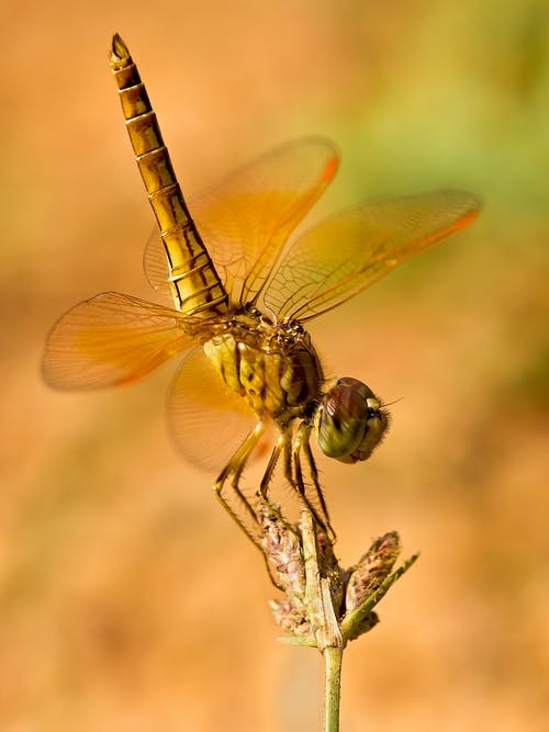 布朗蜻蜓栖息在花埠 · 免费素材图片