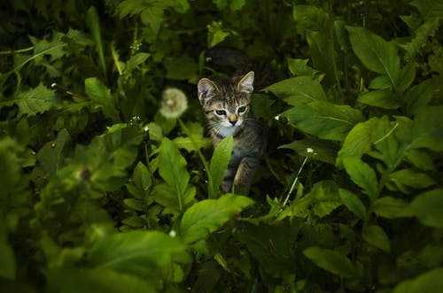 绿皮草植物包围的短毛黑色和棕色小猫 · 免费素材图片