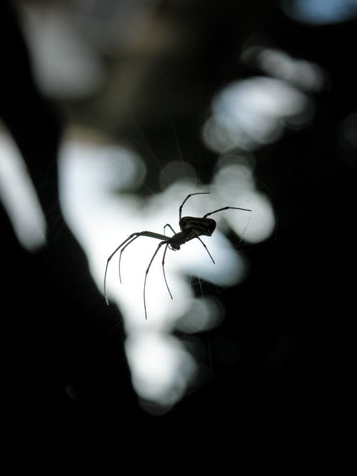 黑蜘蛛挂在网上 · 免费素材图片