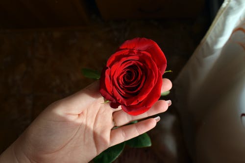 拿着红玫瑰的人 · 免费素材图片