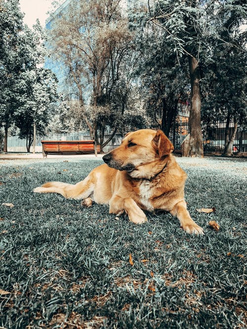 有关休息, 公园, 动物的免费素材图片