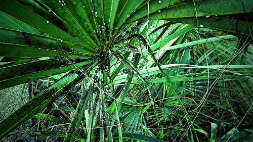 绿色的叶子的植物特写摄影 · 免费素材图片