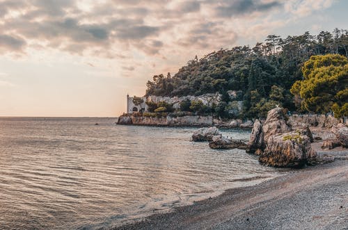 水生植物附近的绿叶的树 · 免费素材图片
