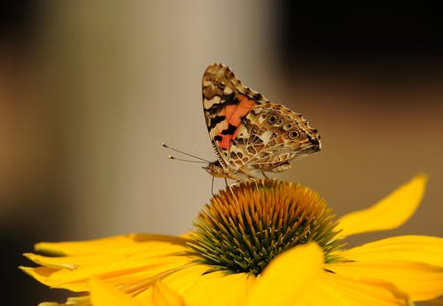 宏观镜头上的黄色向日葵上的棕色和黑色蝴蝶 · 免费素材图片