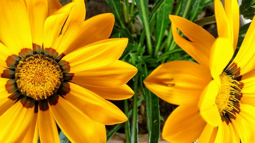 两朵黄色的花 · 免费素材图片