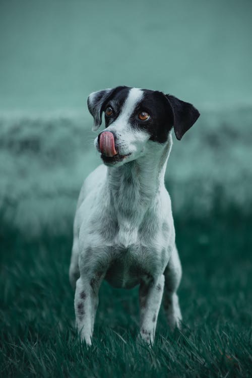 狗在草地上的特写照片 · 免费素材图片
