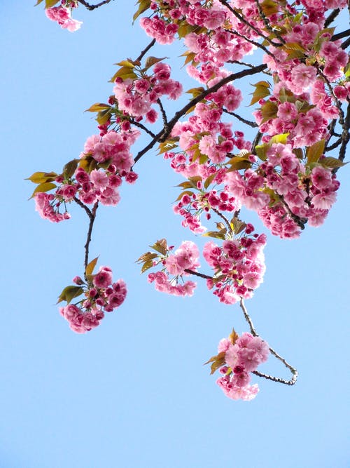 低角度的粉色的花，映衬在蓝天下 · 免费素材图片