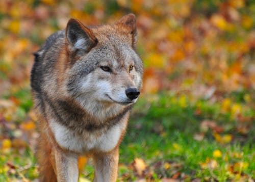 红灰狼 · 免费素材图片