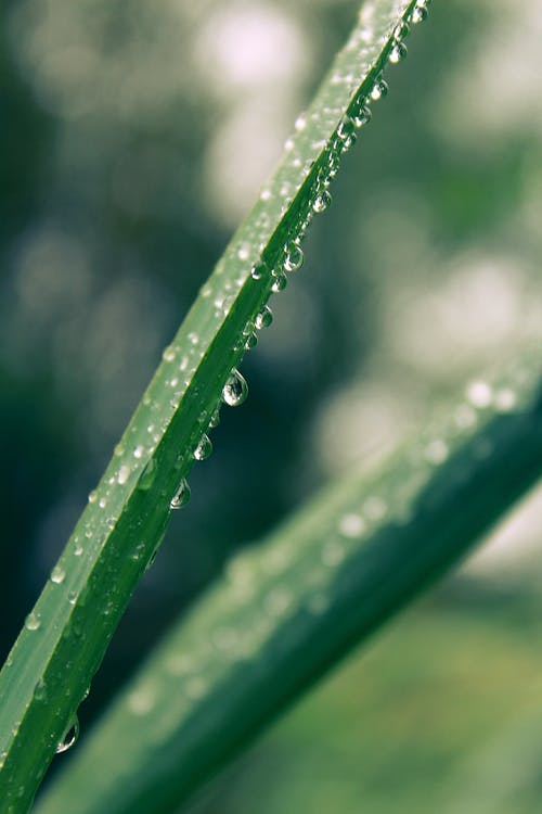 浅绿色的叶子的植物焦点 · 免费素材图片