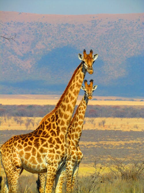 2长颈鹿在绿草地上关闭了摄影 · 免费素材图片