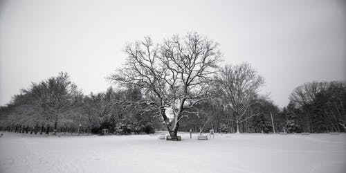 树的灰度照片 · 免费素材图片