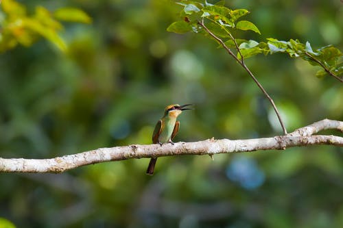 在树干上的绿色蜂鸟 · 免费素材图片