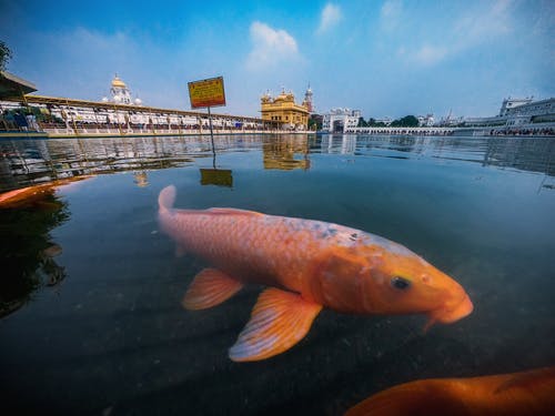 金鱼在寺庙附近的池塘 · 免费素材图片