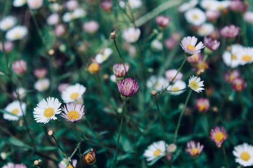 花的特写摄影 · 免费素材图片