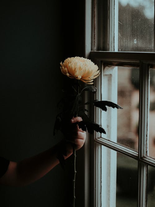 拿着花的人的照片 · 免费素材图片