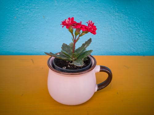 盆栽植物的特写照片 · 免费素材图片