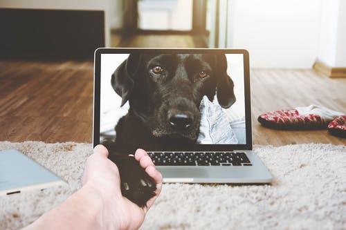 Macbook Pro显示黑色成年拉布拉多犬 · 免费素材图片