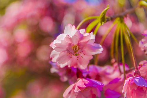 花的选择性摄影 · 免费素材图片