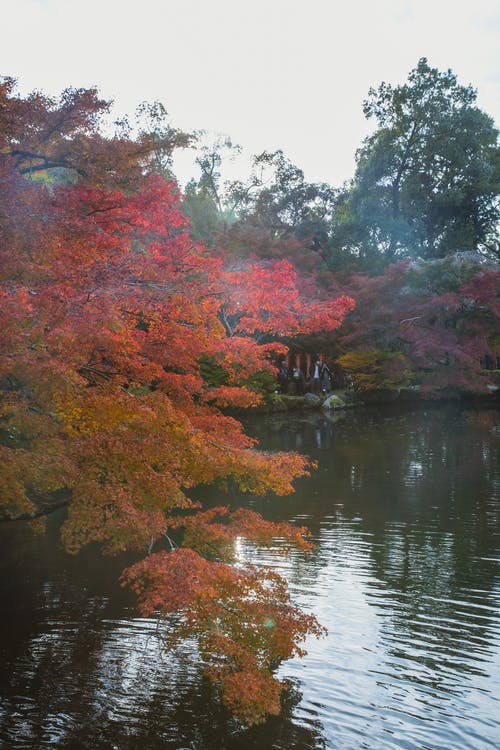 河边的红色和绿色的树木 · 免费素材图片