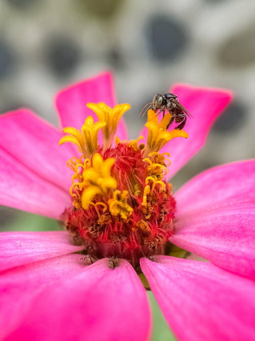 蜜蜂在粉红色的花 · 免费素材图片