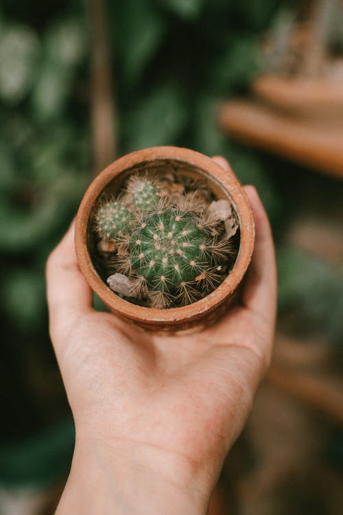 有关(使)丰满, 仙人掌, 仙人掌植物的免费素材图片