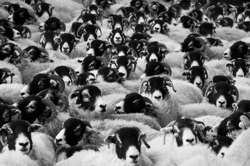 有关公羊, 羊, 黑与白的免费素材图片