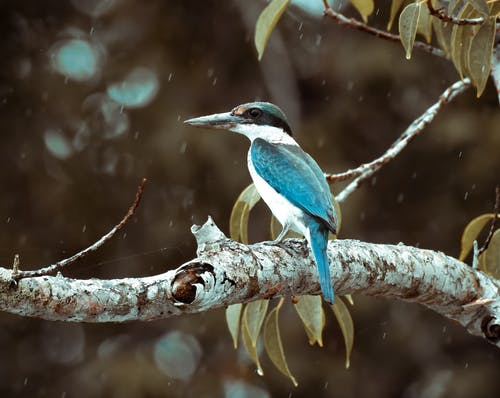 棕色树枝上的蓝色和棕色鸟 · 免费素材图片