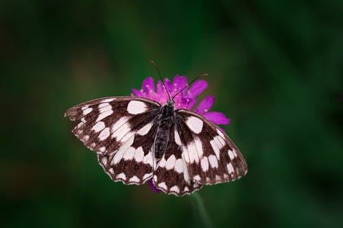 黑白蝴蝶的倾斜移位摄影 · 免费素材图片