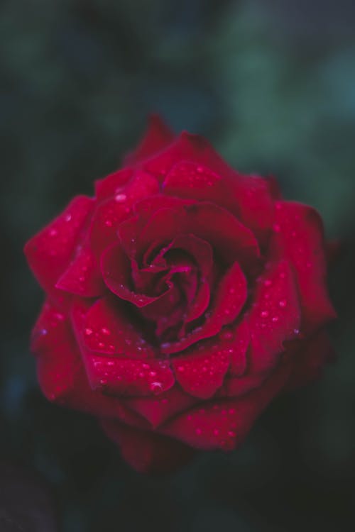 红玫瑰的选择性聚焦摄影 · 免费素材图片