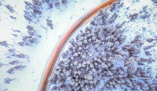 空中摄影的松树 · 免费素材图片
