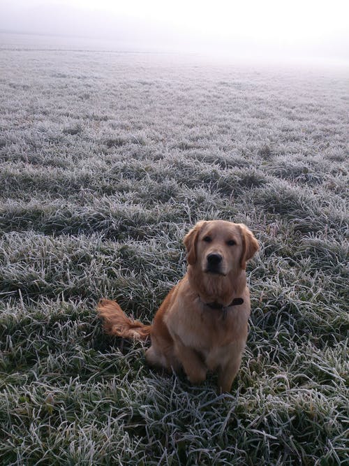 坐在草地上的成年金毛寻回犬 · 免费素材图片